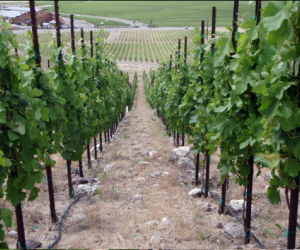 According to the owners of the Red Mountain, Washington-located Grand R&ecirc;ve Vineyard,...