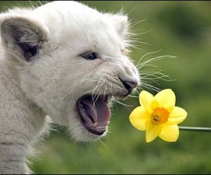 These adorable balls of fluff run about $140,000 as cubs. They aren&rsquo;t your everyday...